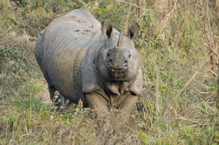 Tierwelt guide preview